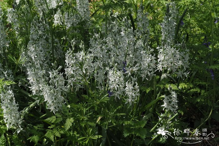 垂花虎眼万年青Ornithogalum nutans