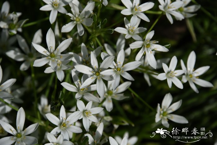 比利牛斯虎眼万年青Ornithogalum pyrenaicum