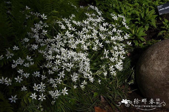 比利牛斯虎眼万年青Ornithogalum pyrenaicum