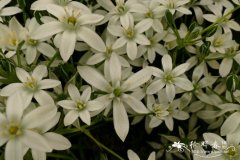 伞花万年青 Ornithogalum umbellatum