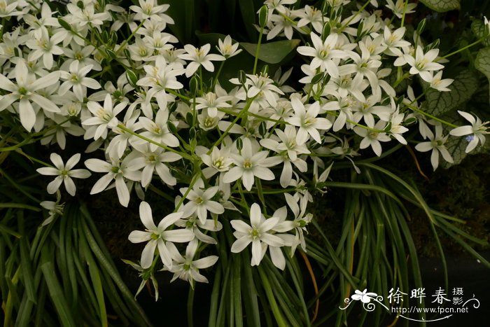 伞花万年青 Ornithogalum umbellatum