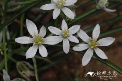 Ornithogalum woronowii