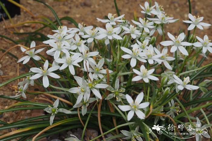 Ornithogalum woronowii