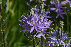 克林糠米百合Camassia cusickii