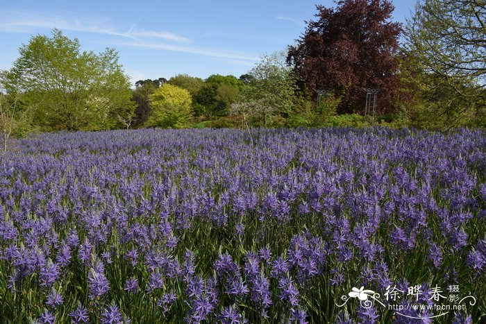 克林糠米百合Camassia cusickii