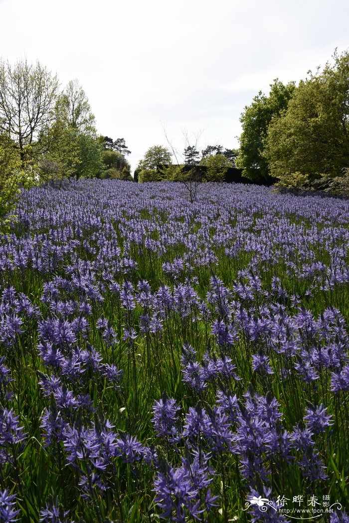 克林糠米百合Camassia cusickii