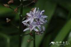 风信子蓝瑰花Scilla liliohyacinthus