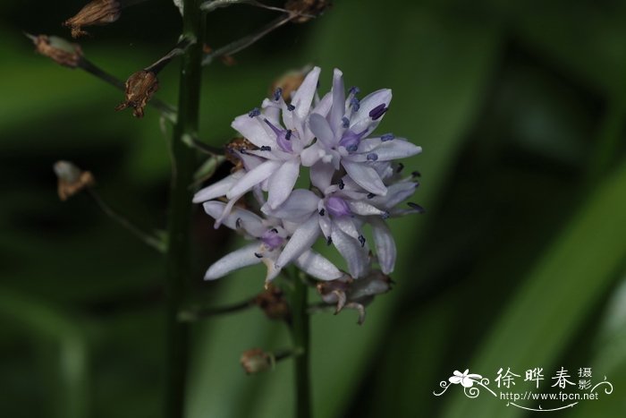 风信子蓝瑰花Scilla liliohyacinthus