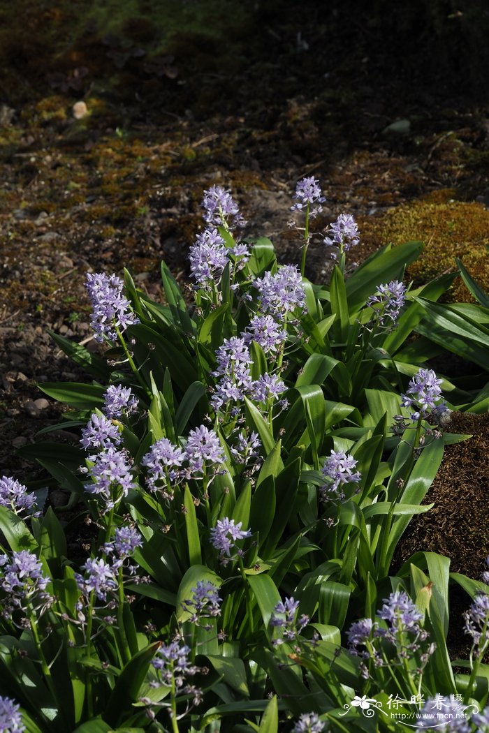 风信子蓝瑰花Scilla liliohyacinthus