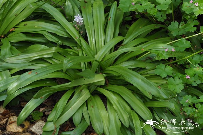 风信子蓝瑰花Scilla liliohyacinthus