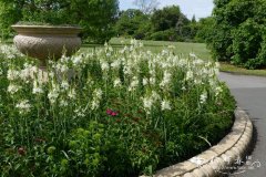 ‘白花’大糠米百合Camassia leichtlinii ‘Alba’