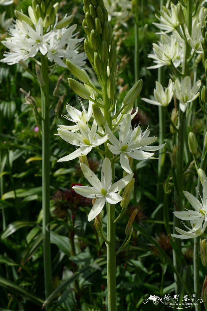 ‘白花’大糠米百合Camassia leichtlinii ‘Alba’