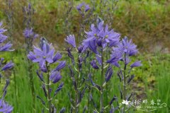 线叶糠米百合Camassia quamash subsp. linearis