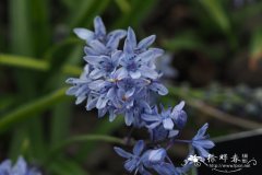 比通尼亚蓝瑰花Scilla bithynica