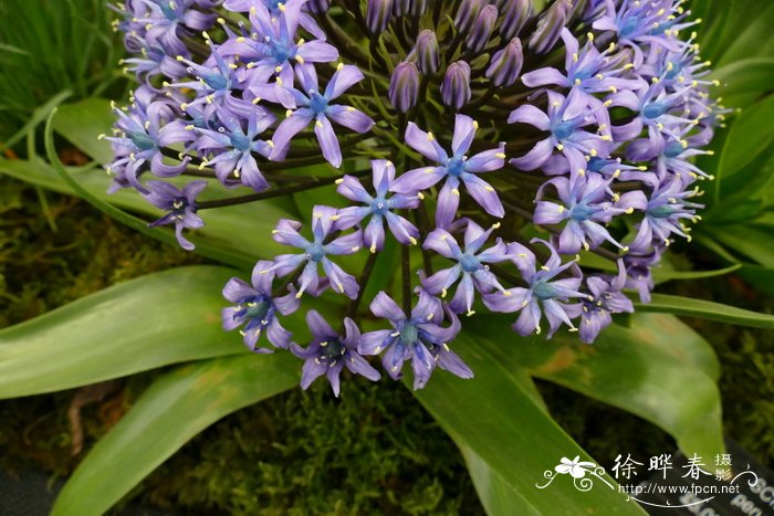 地中海蓝钟花Scilla peruviana