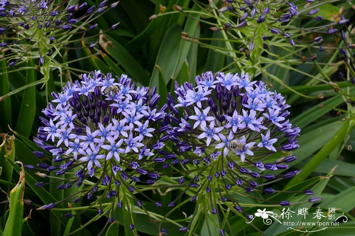 地中海蓝钟花Scilla peruviana