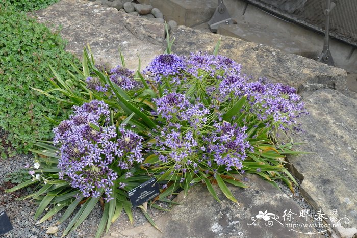 地中海蓝钟花Scilla peruviana