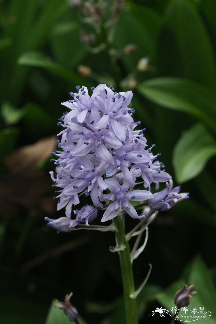 西伯利亚垂瑰花 Scilla siberica