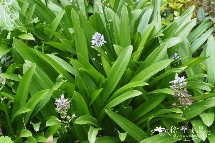 西伯利亚垂瑰花 Scilla siberica