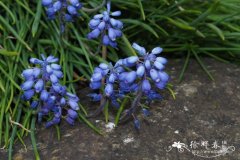 土耳其蓝壶花Muscari bourgaei