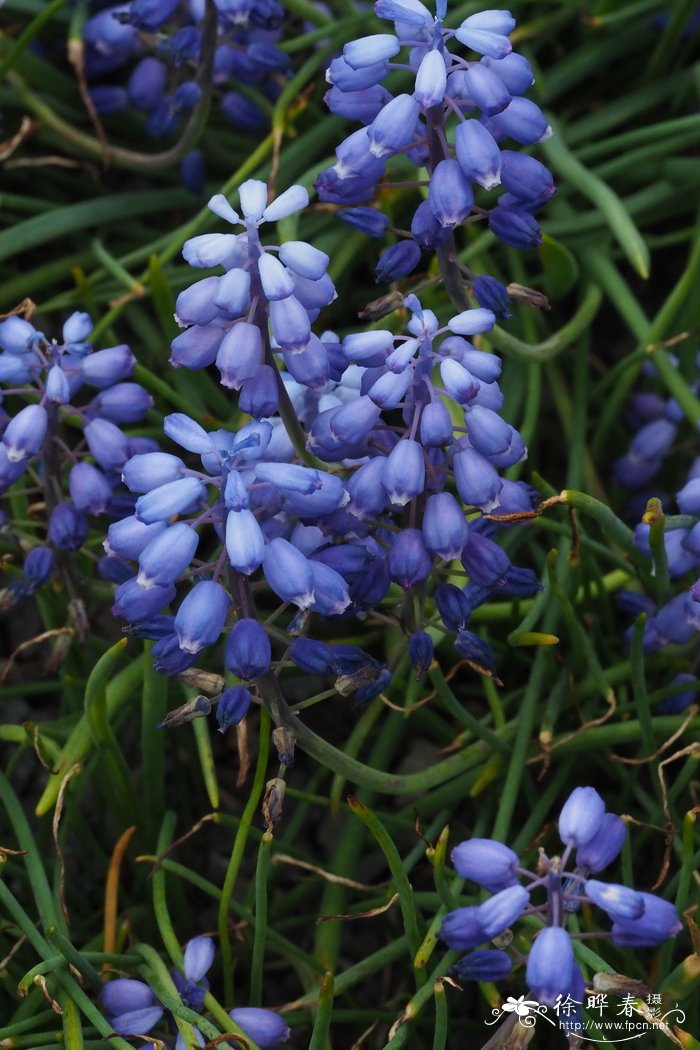 小花蓝壶花Muscari parviflorum