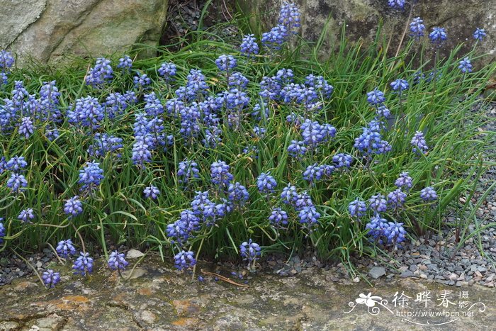 小花蓝壶花Muscari parviflorum