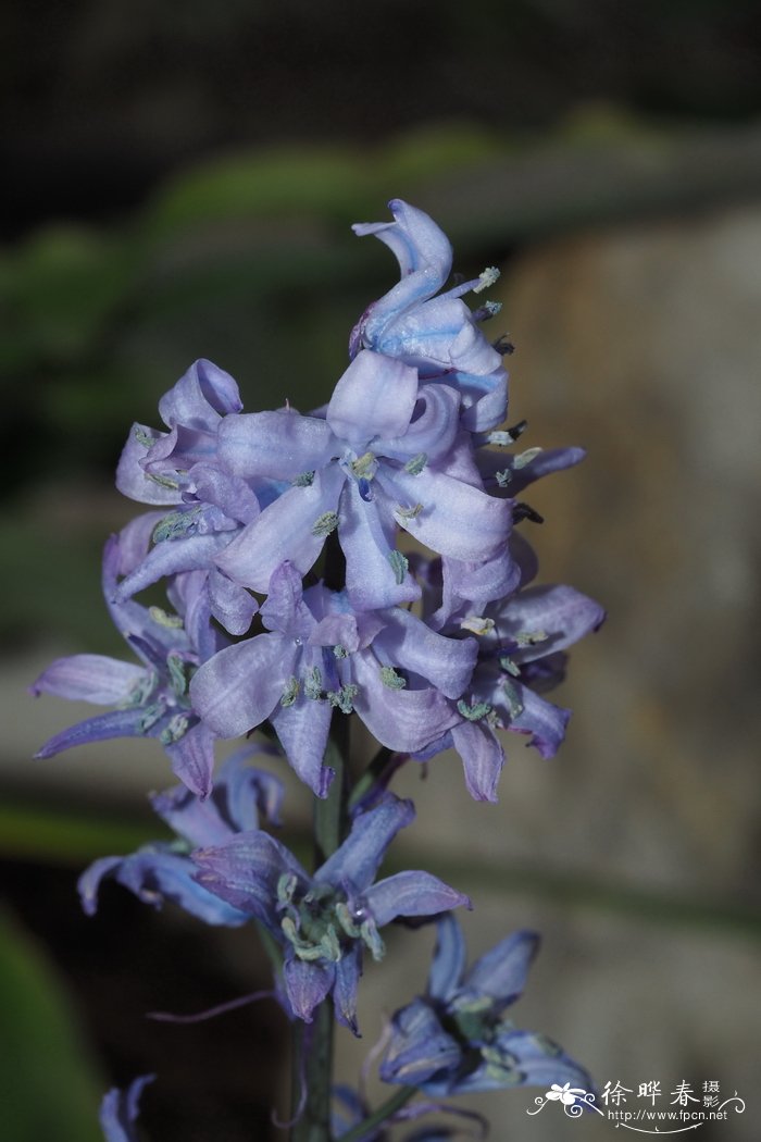 意大利蓝铃花Hyacinthoides italica