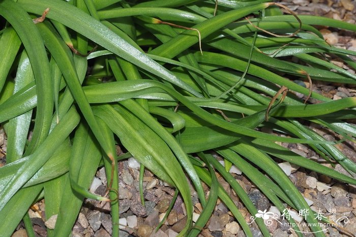 意大利蓝铃花Hyacinthoides italica