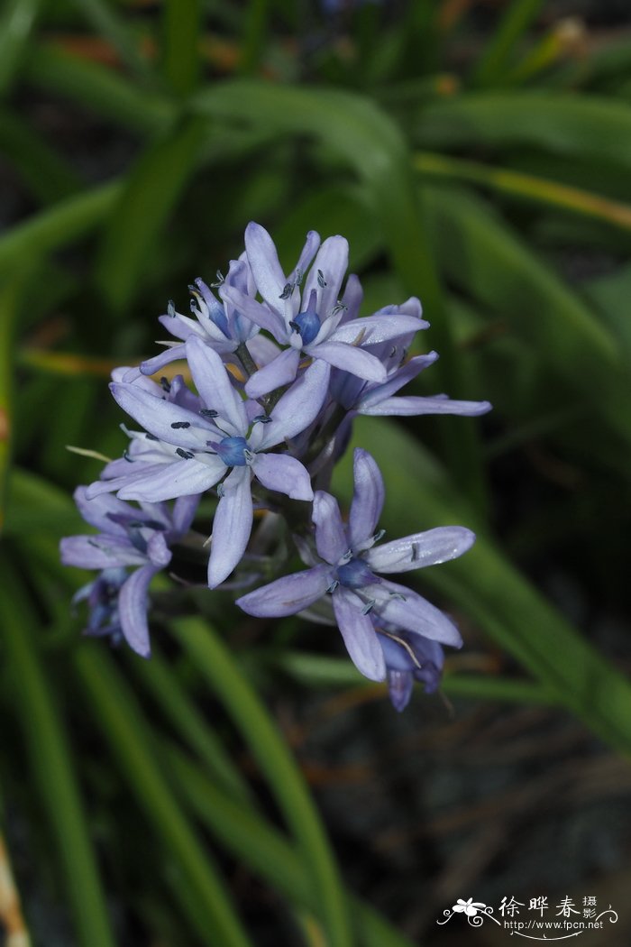 毛里塔尼亚蓝铃花Hyacinthoides mauritanica
