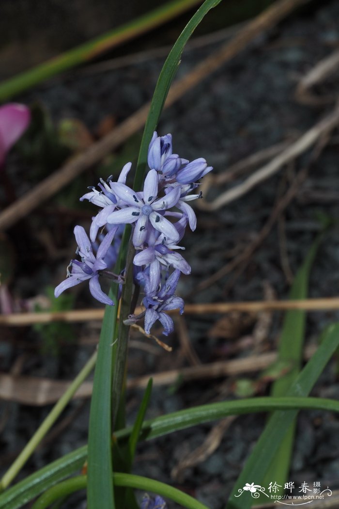 毛里塔尼亚蓝铃花Hyacinthoides mauritanica