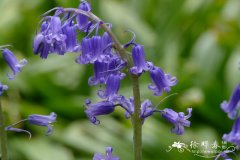 蓝铃花 Hyacinthoides non-scripta