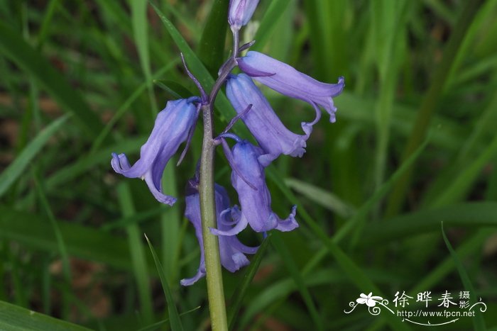 蓝铃花 Hyacinthoides non-scripta