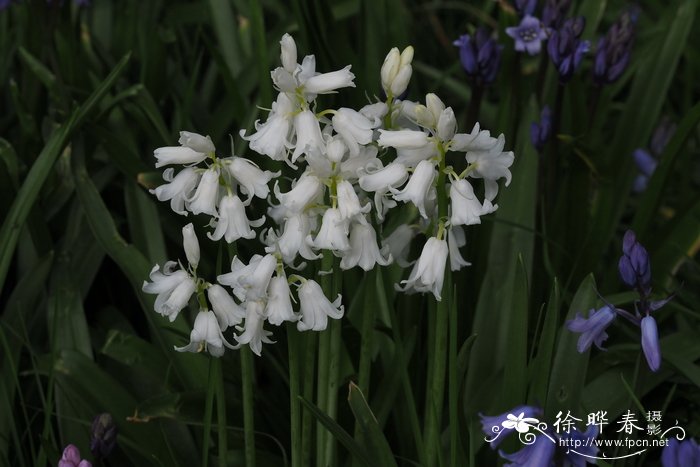 蓝铃花 Hyacinthoides non-scripta