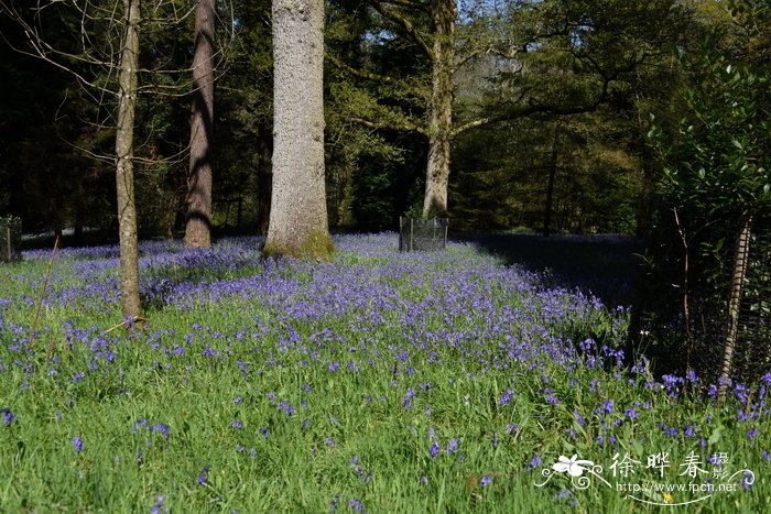 蓝铃花 Hyacinthoides non-scripta