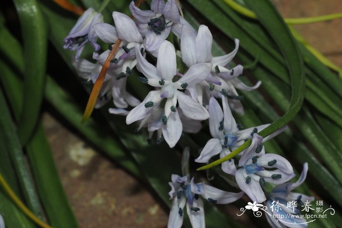 比森蒂娜蓝铃花Hyacinthoides vicentina