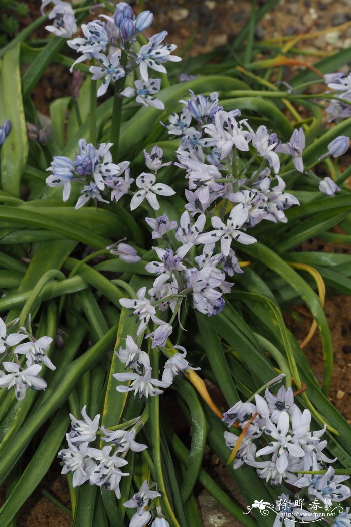 比森蒂娜蓝铃花Hyacinthoides vicentina