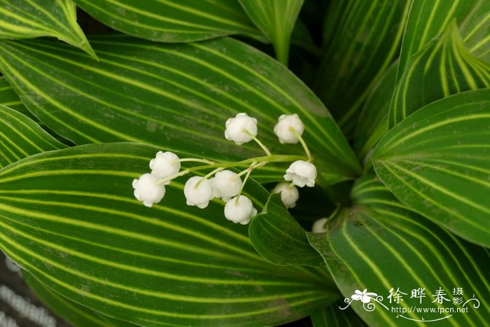 ‘白纹’铃兰Convallaria majalis 'Albostriata'