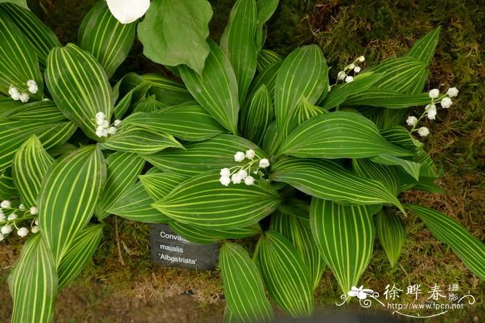 ‘白纹’铃兰Convallaria majalis 'Albostriata'