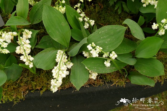 ‘重瓣’铃兰Convallaria majalis 'Prolificans'