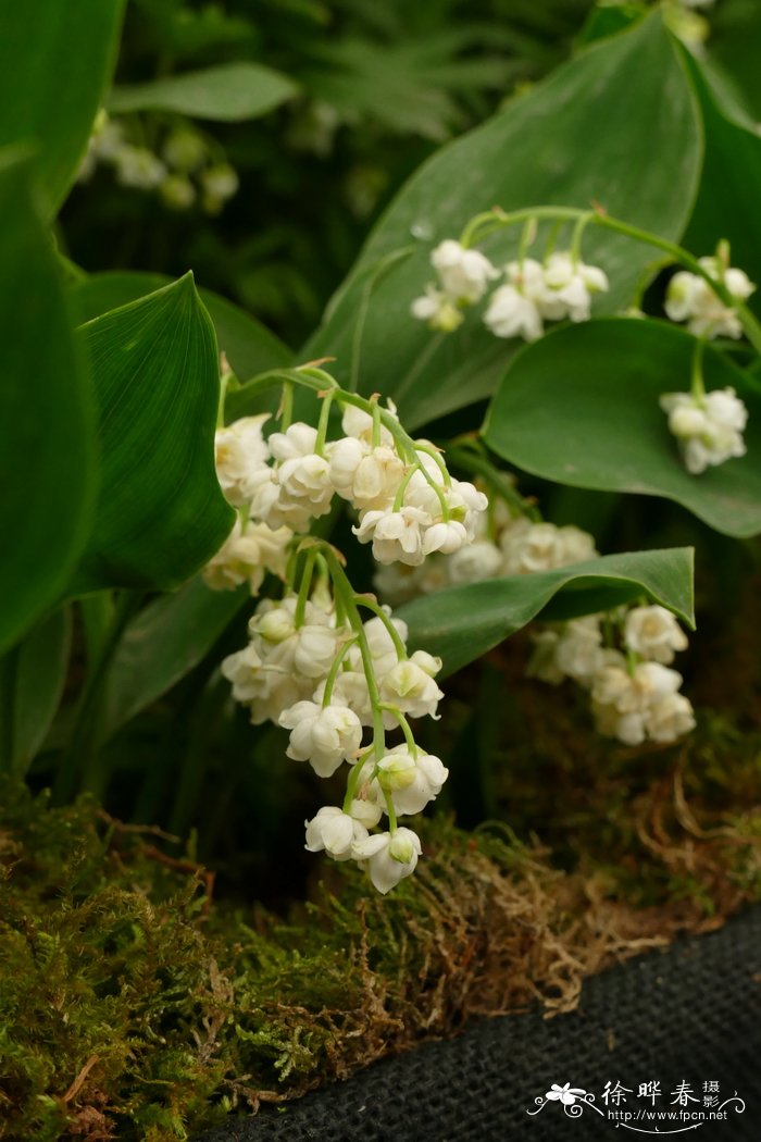 ‘重瓣’铃兰Convallaria majalis 'Prolificans'