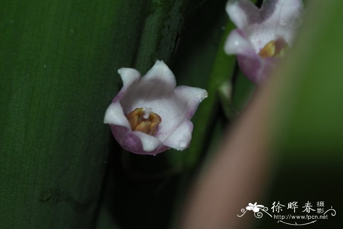  ‘玫红’铃兰Convallaria majalis 'Rosea'