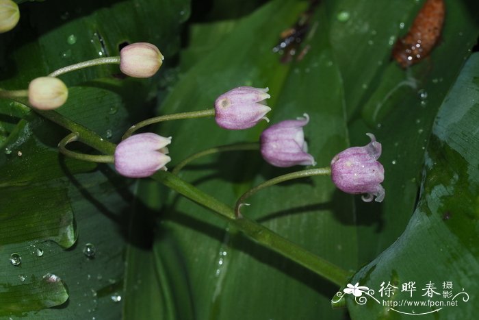  ‘玫红’铃兰Convallaria majalis 'Rosea'