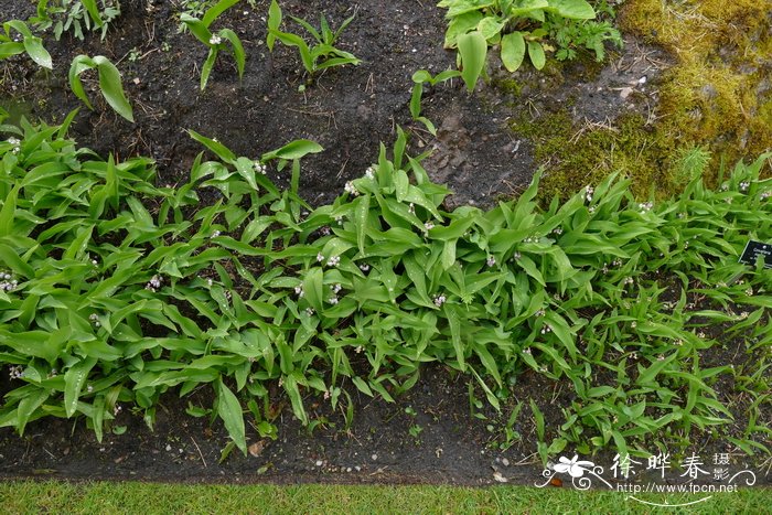  ‘玫红’铃兰Convallaria majalis 'Rosea'