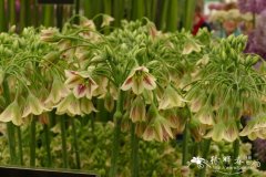 保加利亚蜜腺韭Nectaroscordum siculum subsp. bulgaricum