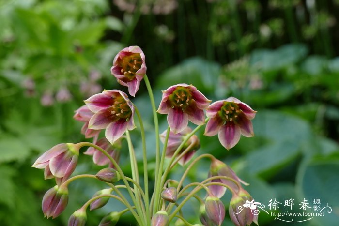 保加利亚蜜腺韭Nectaroscordum siculum subsp. bulgaricum