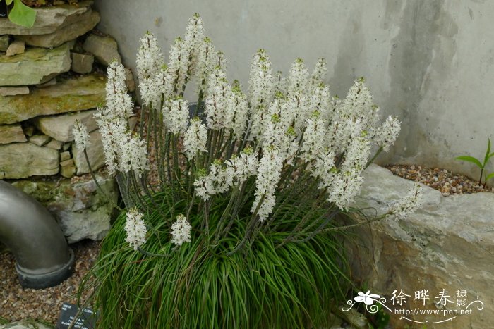 褐斑纳金花Lachenalia contaminate