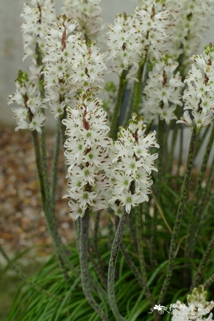 褐斑纳金花Lachenalia contaminate