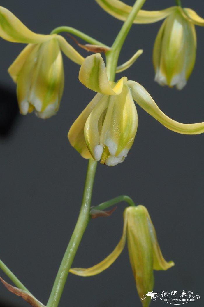 加拿大哨兵花Albuca canadensis
