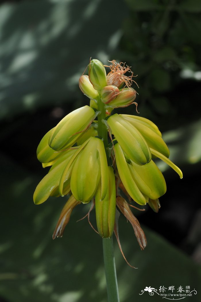 垂花哨兵花Albuca pendula