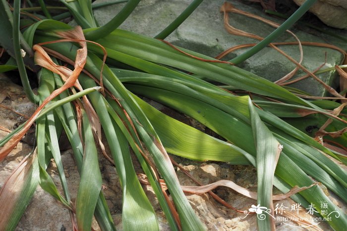 垂花哨兵花Albuca pendula